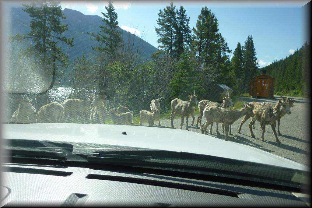 0745-Banff_Goats